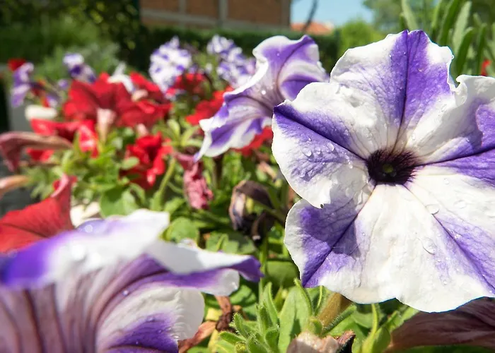 Shahbazian House Apartment *